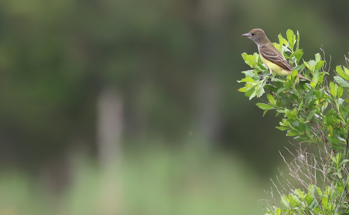 Great Crested Flycatcher - ML619747220