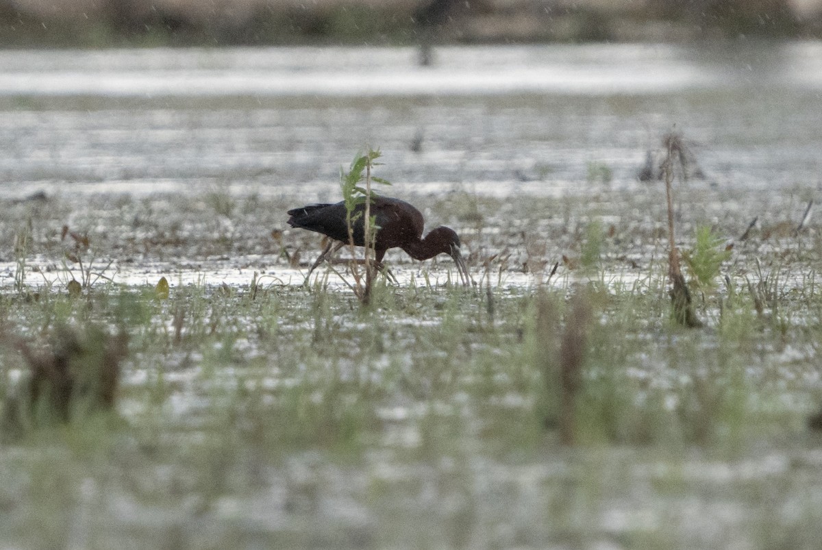 Glossy Ibis - ML619747222