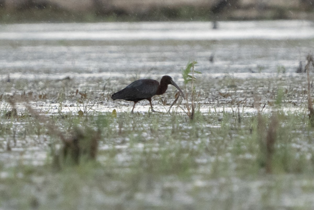 Glossy Ibis - ML619747224