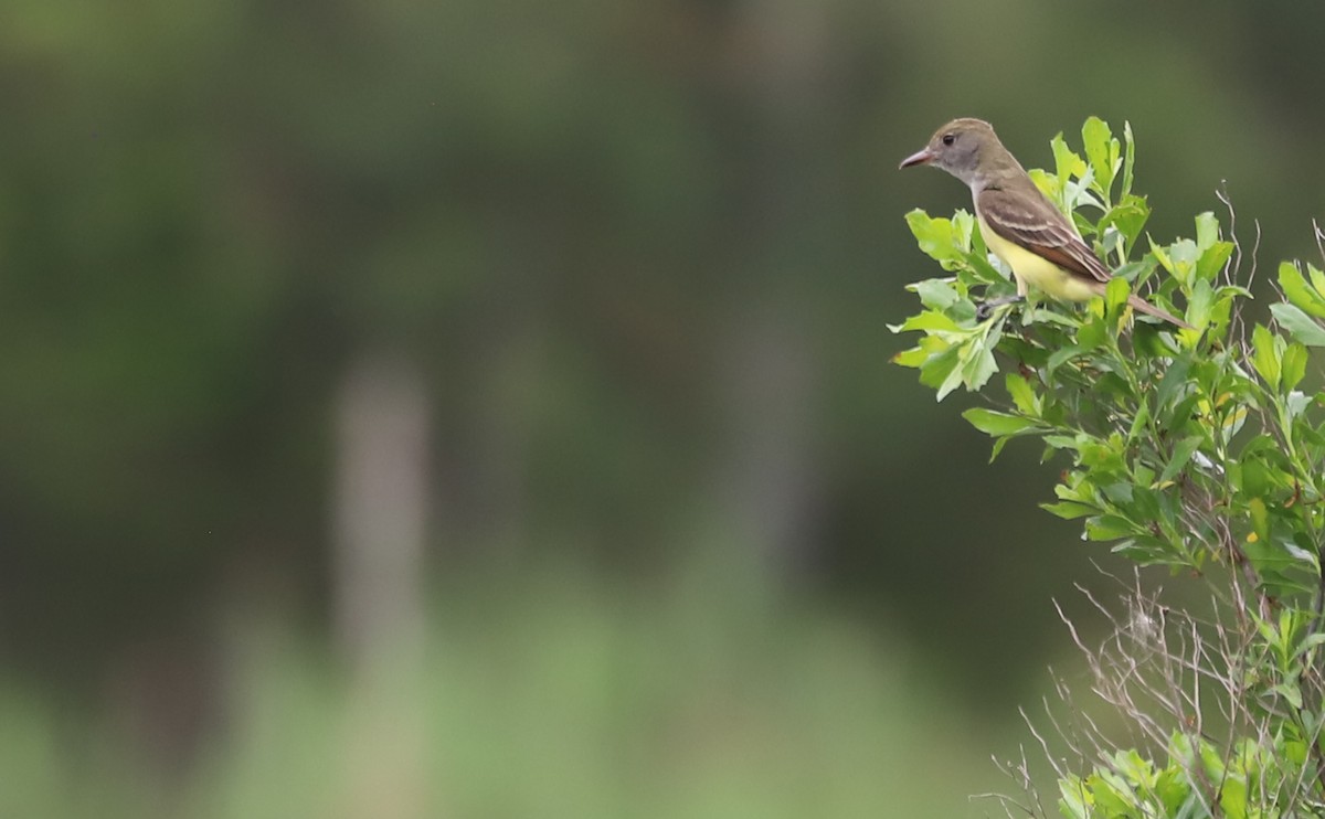 Great Crested Flycatcher - ML619747226