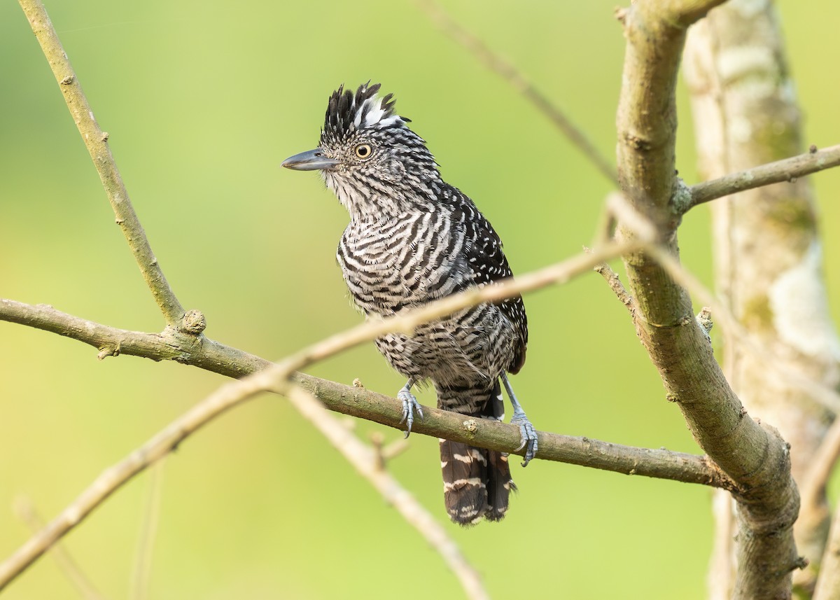 Barred Antshrike - Patrick Van Thull