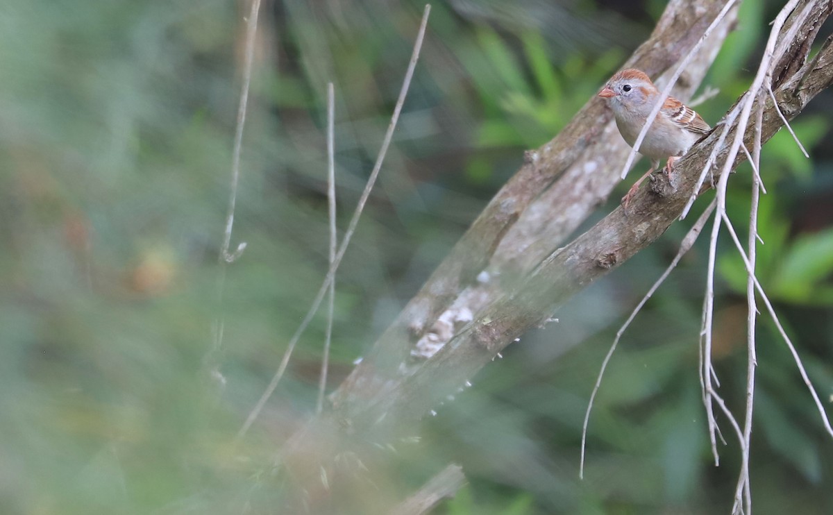 Field Sparrow - ML619747285