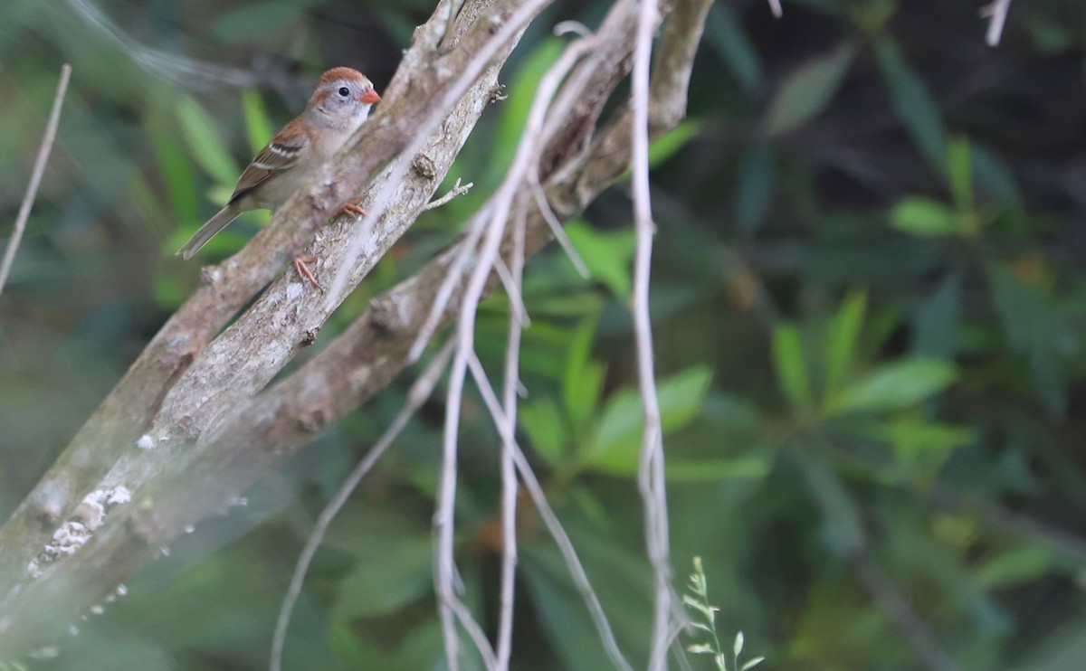 Field Sparrow - ML619747286