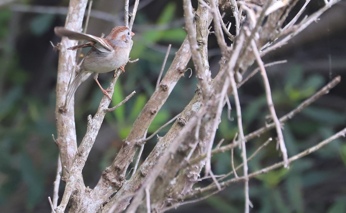 Field Sparrow - ML619747291