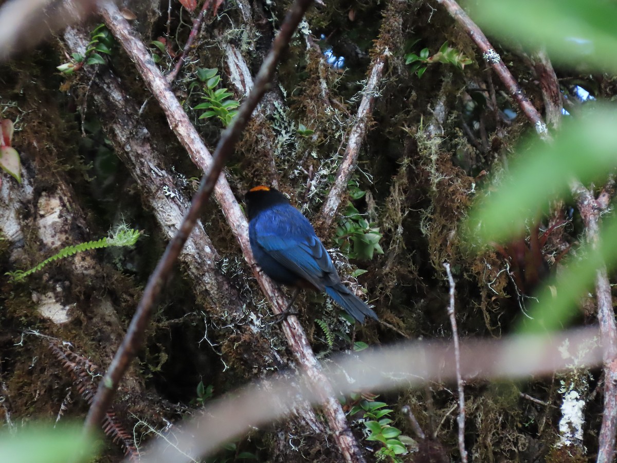 Golden-crowned Tanager - ML619747300