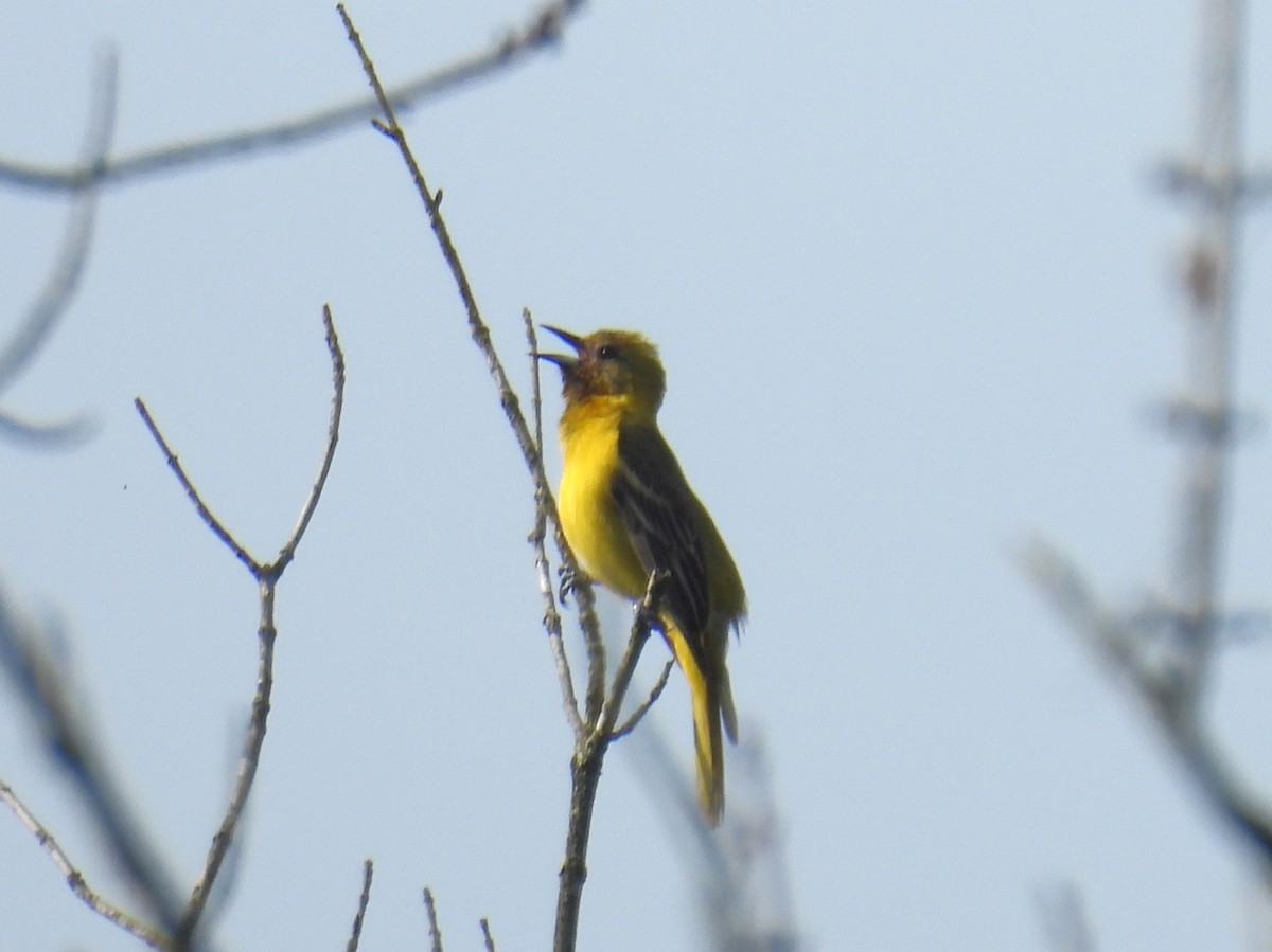 Orchard Oriole - ML619747301