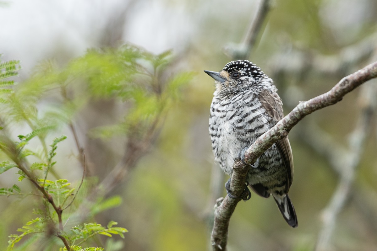 White-barred Piculet - ML619747319