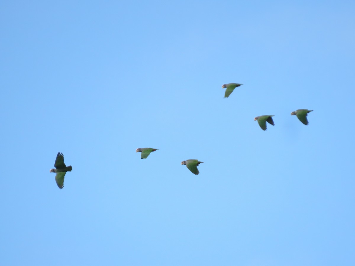 Speckle-faced Parrot - ML619747325