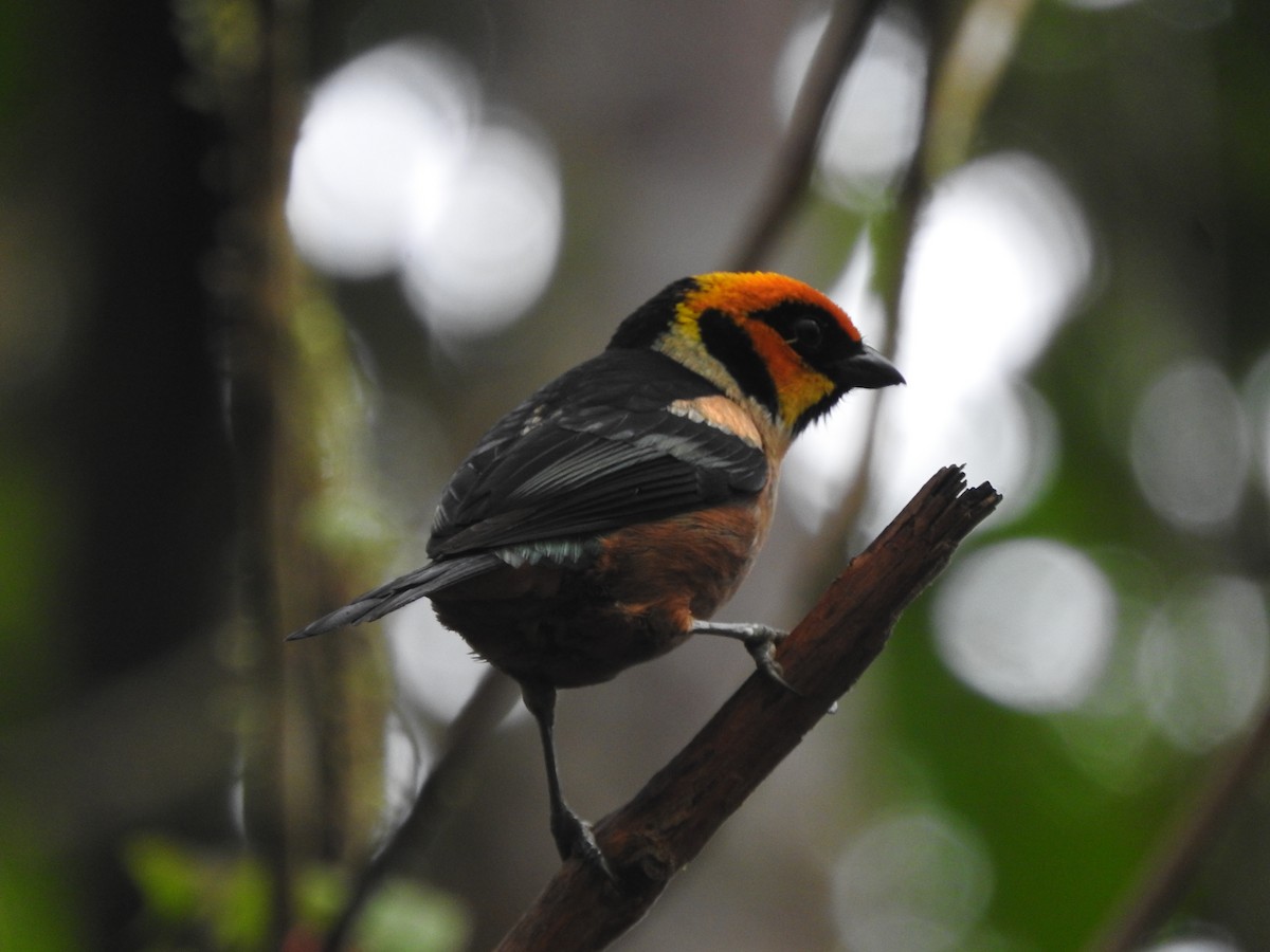 Flame-faced Tanager - ML619747329