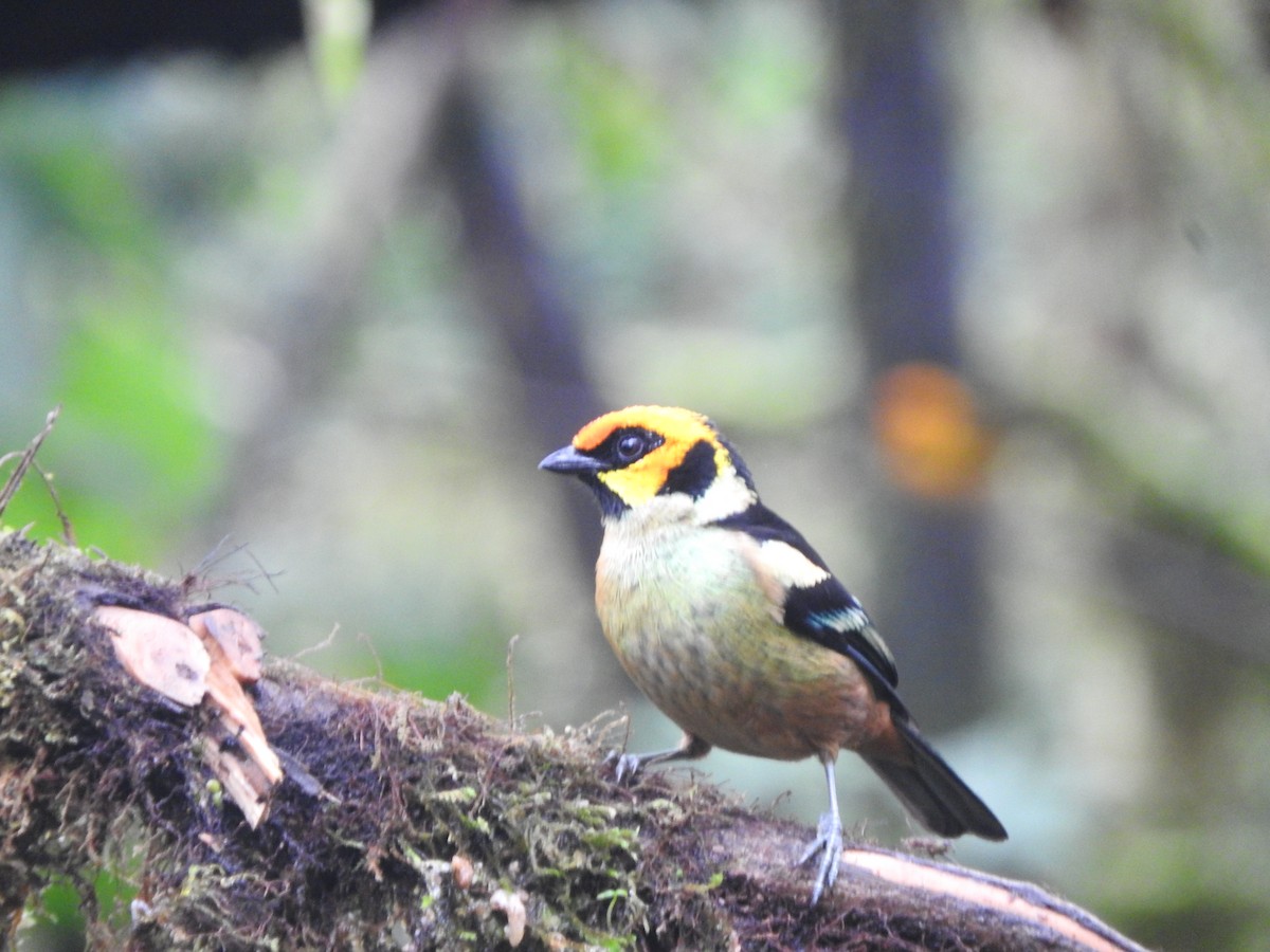 Flame-faced Tanager - ML619747330
