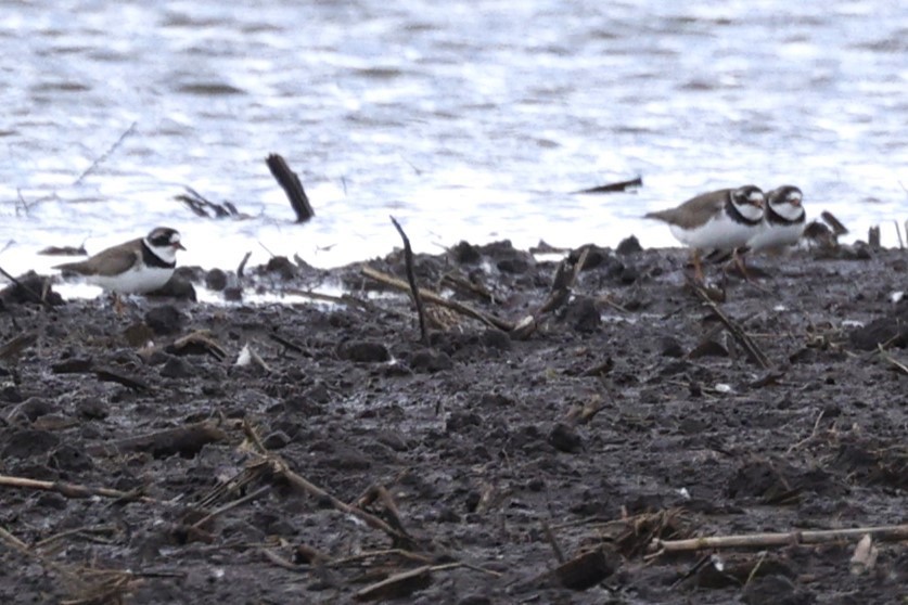 Semipalmated Plover - ML619747339