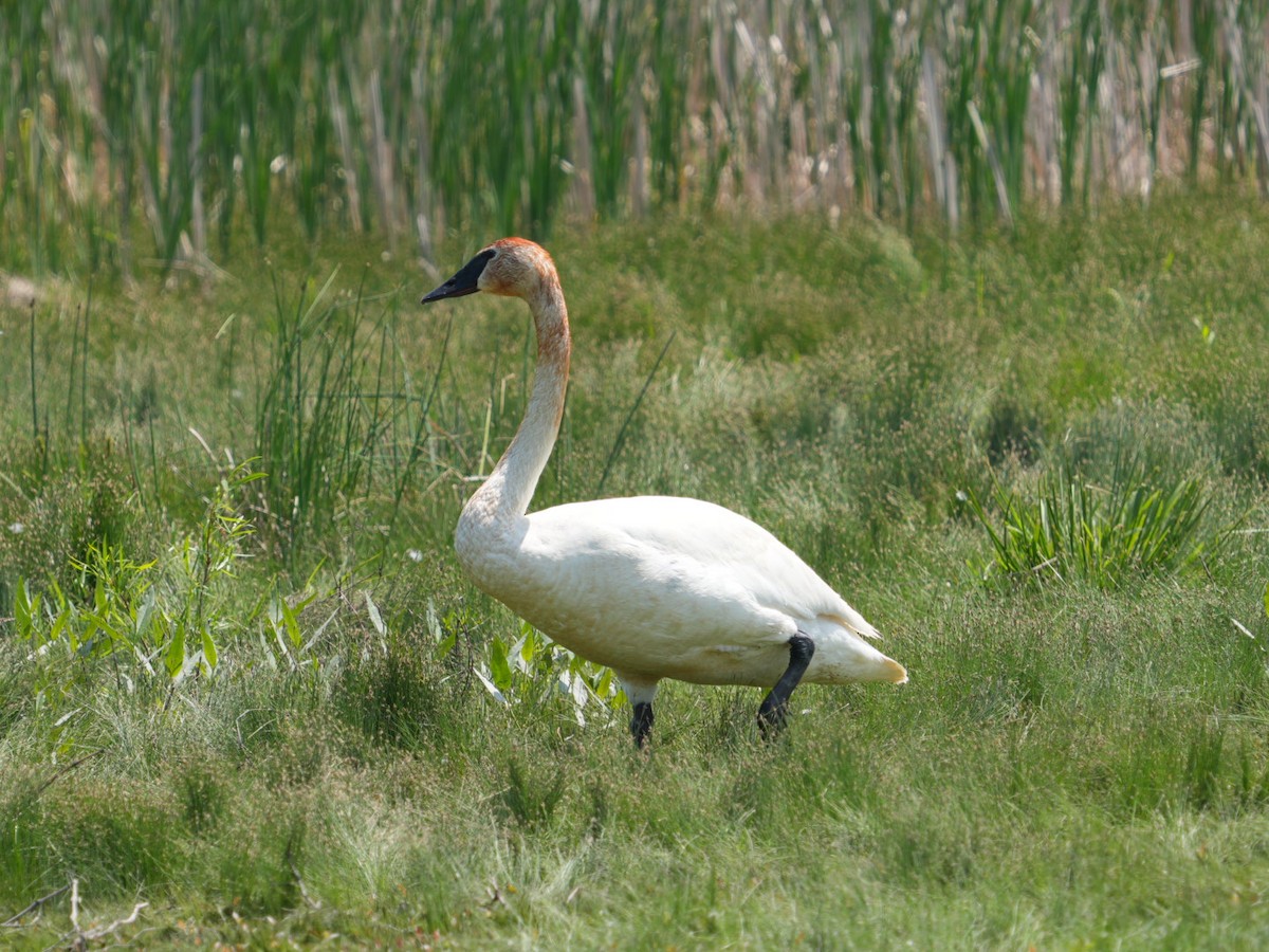 Cisne Trompetero - ML619747343