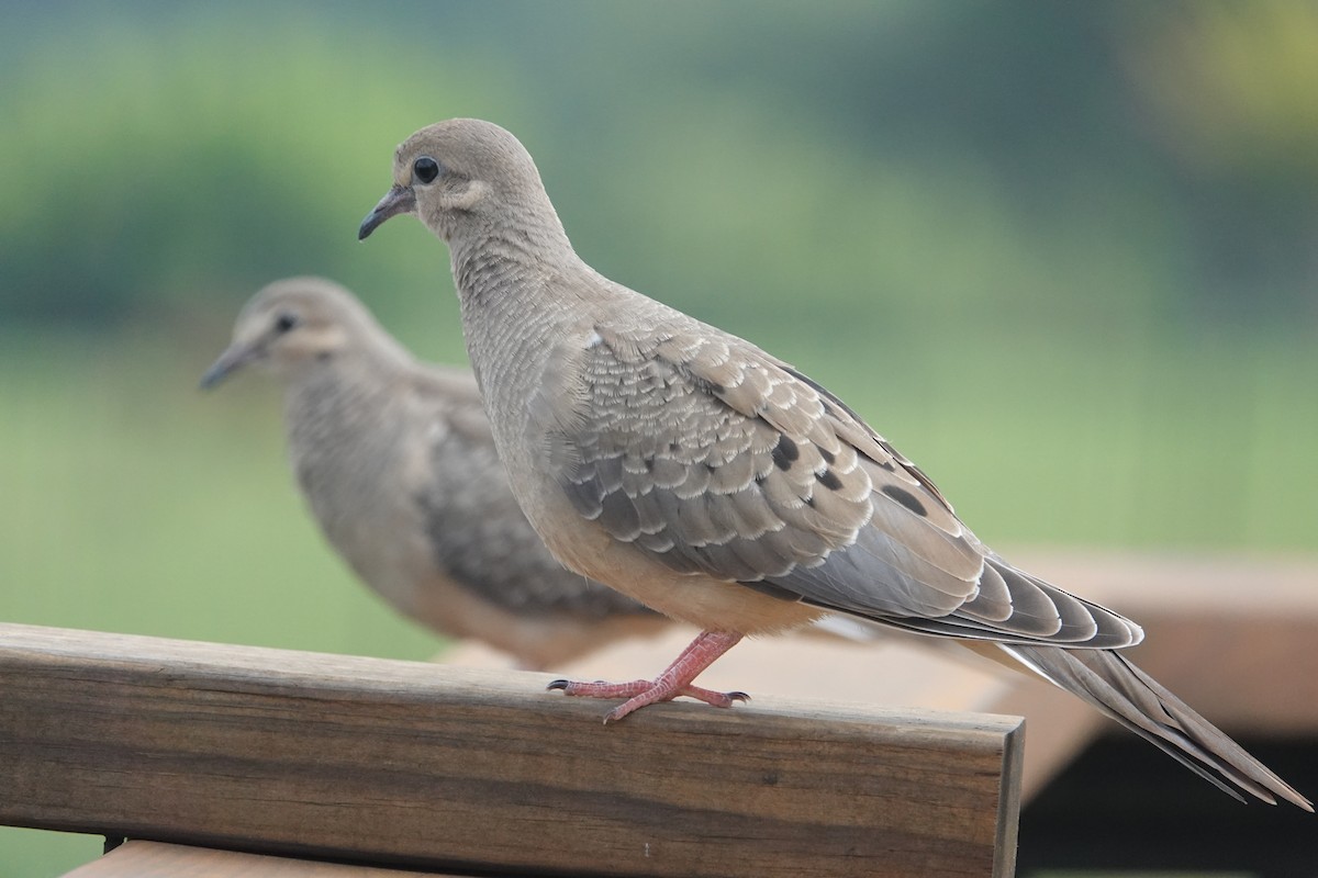 Mourning Dove - ML619747359