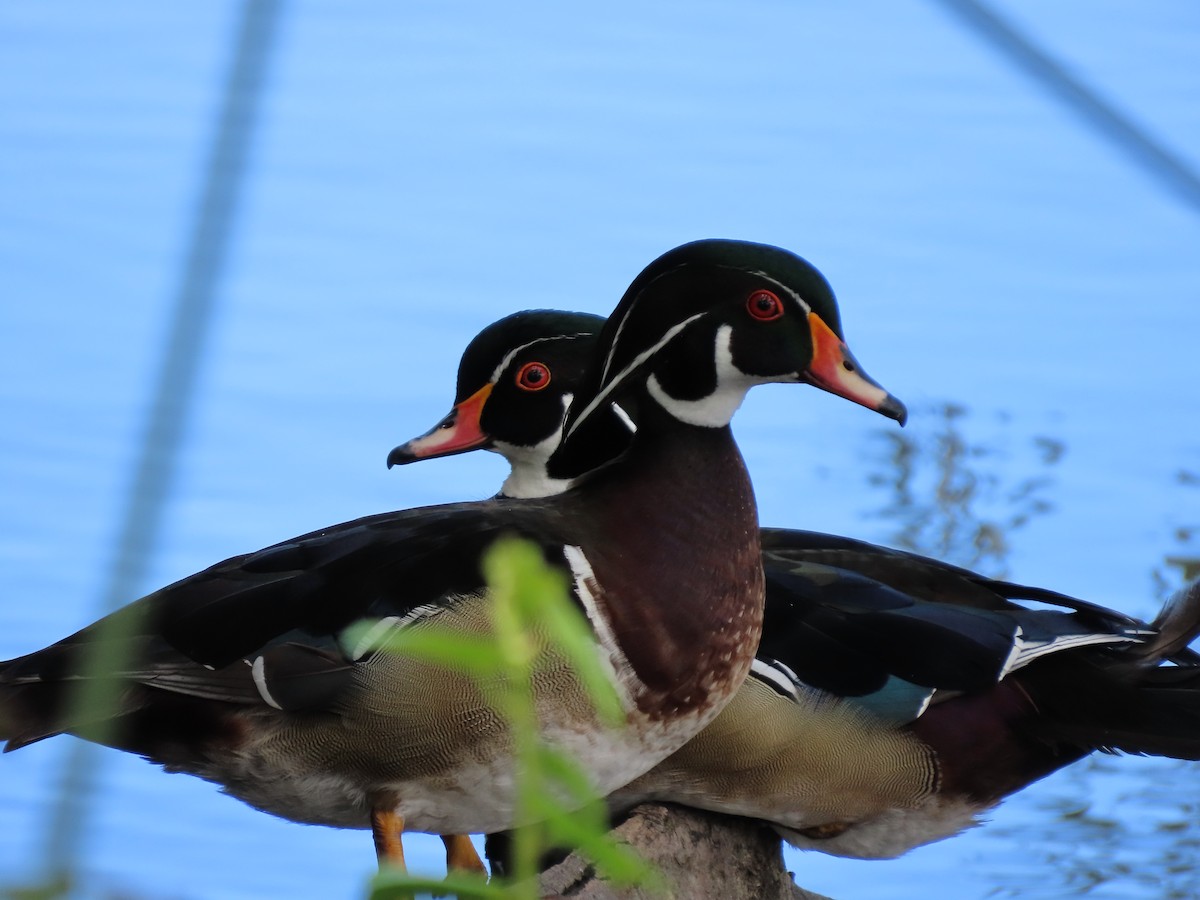 Wood Duck - Martha Pallin