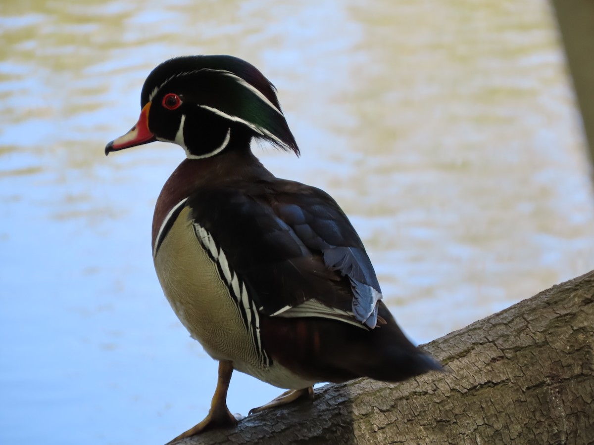 Wood Duck - ML619747362