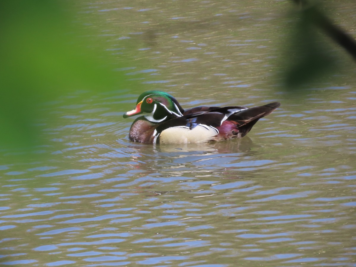 Wood Duck - ML619747363