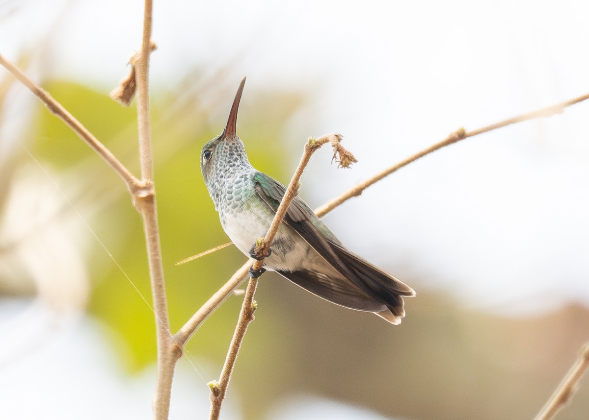 kolibřík honduraský - ML619747368