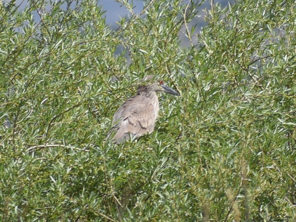 Black-crowned Night Heron - ML619747369