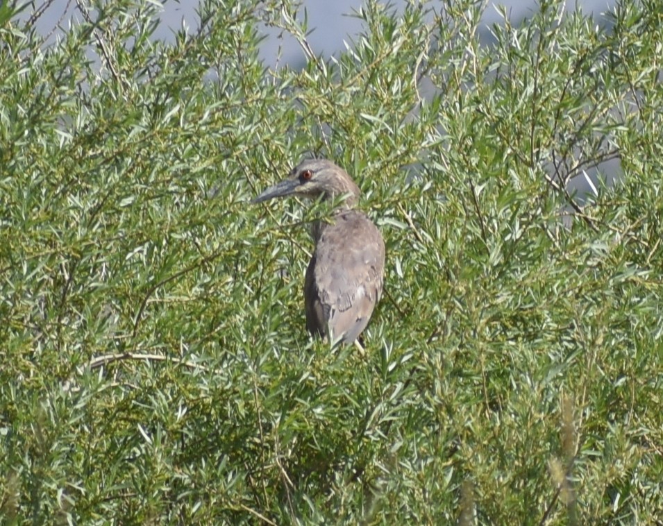 Black-crowned Night Heron - ML619747371