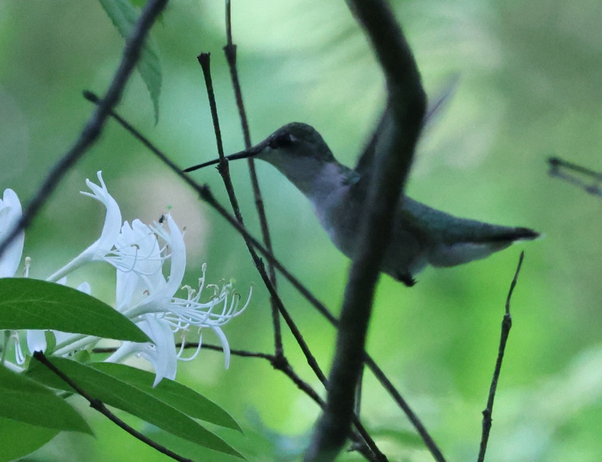 Ruby-throated Hummingbird - ML619747373