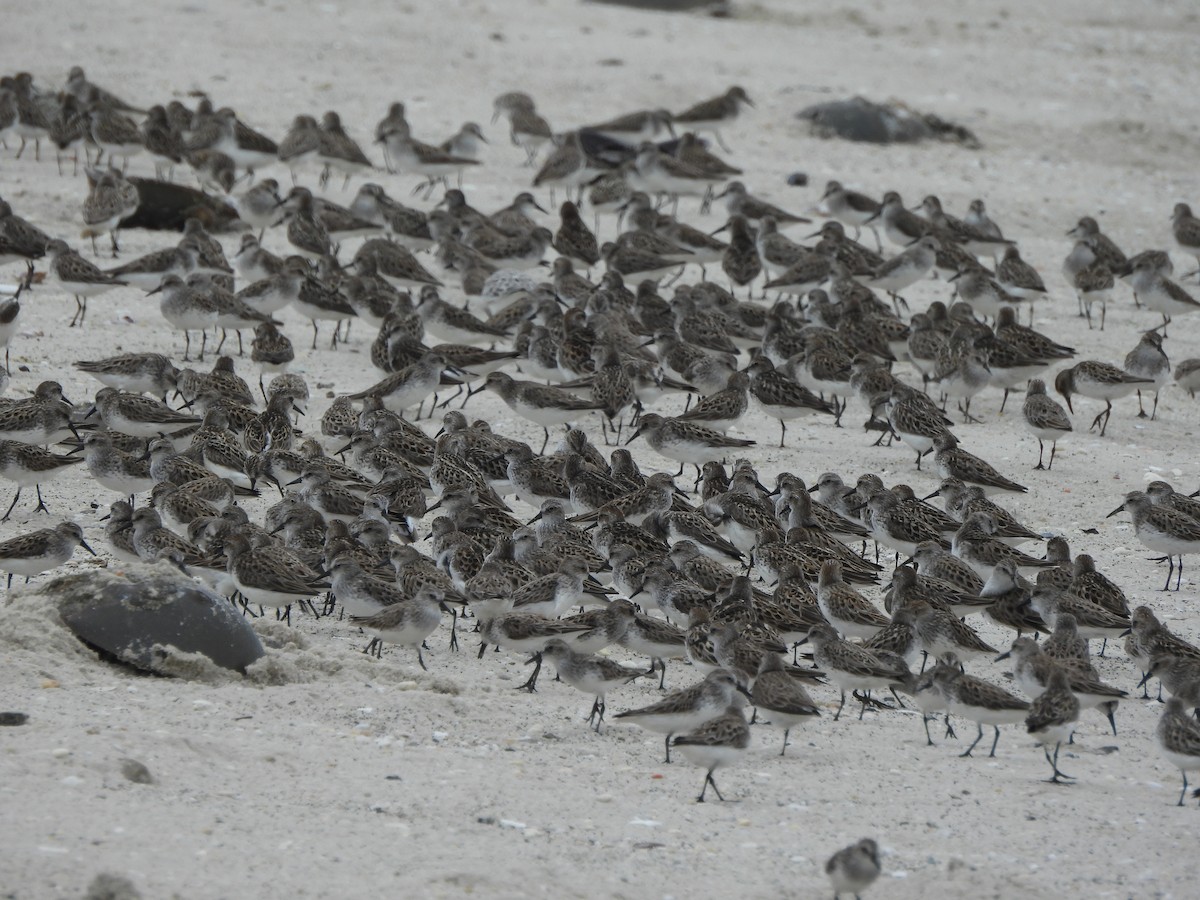 Semipalmated Sandpiper - ML619747376