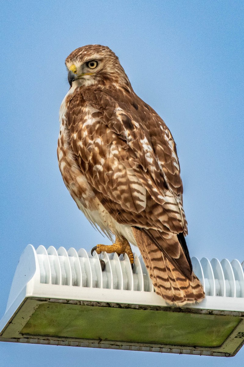 Red-tailed Hawk - ML619747379