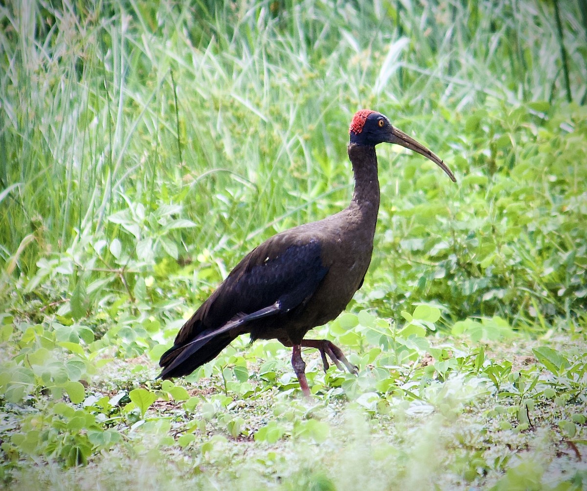 ibis bradavičnatý - ML619747386