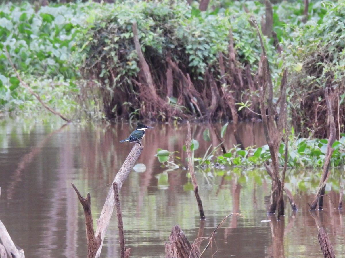 Green Kingfisher - ML619747387