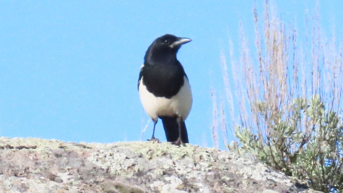 Black-billed Magpie - ML619747390