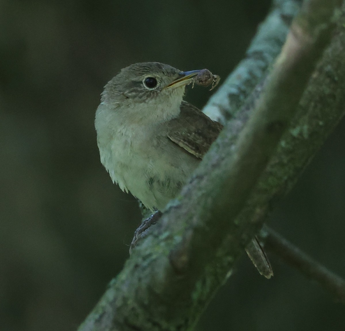 House Wren - ML619747391