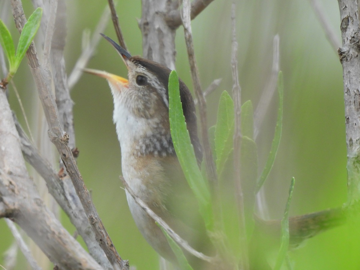 Marsh Wren - ML619747392