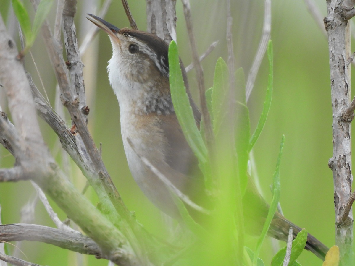 Marsh Wren - ML619747394