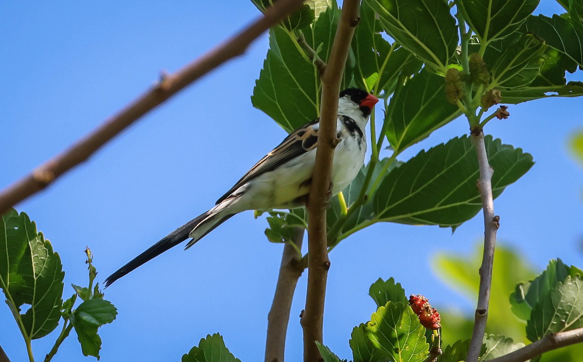 Pin-tailed Whydah - ML619747402