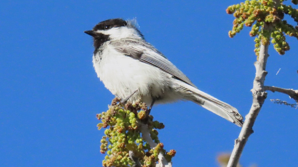 Black-capped Chickadee - ML619747406