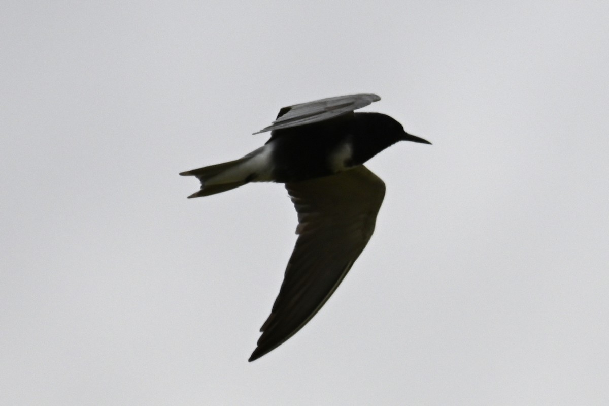 Black Tern - ML619747418