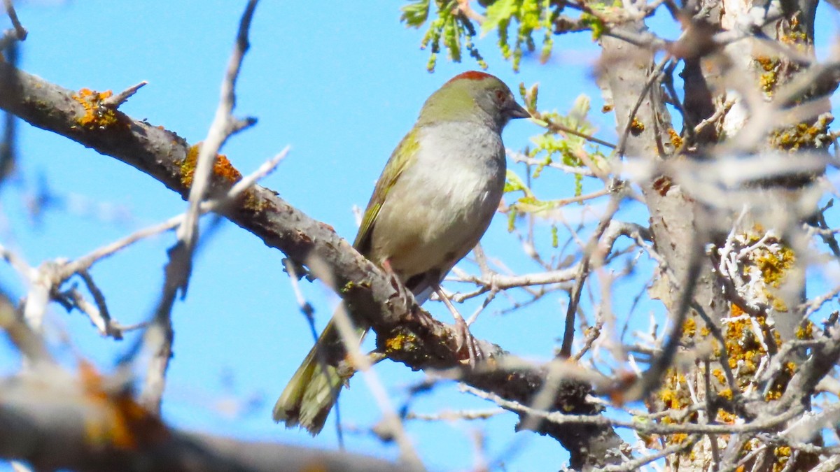 Green-tailed Towhee - ML619747419