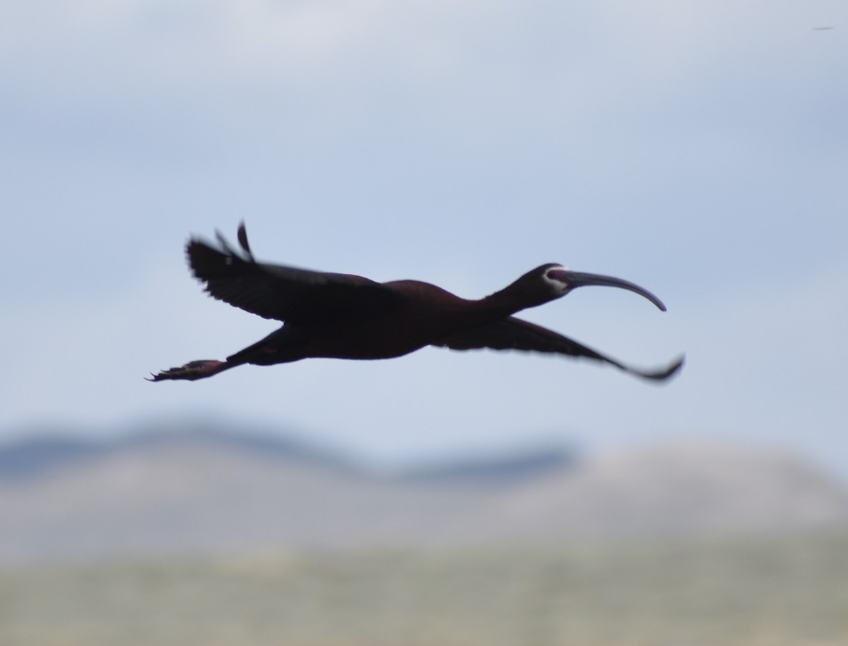 ibis americký - ML619747427