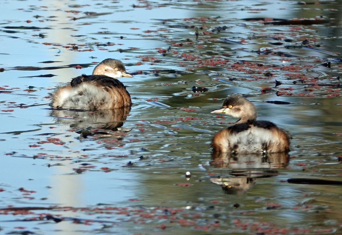 Australasian Grebe - ML619747428