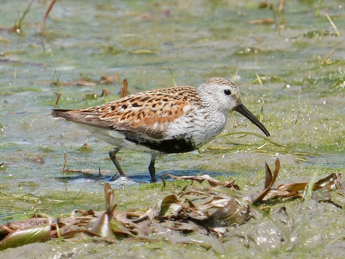 Dunlin - ML619747429