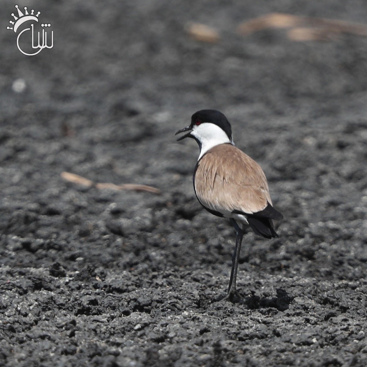 Spur-winged Lapwing - ML619747431
