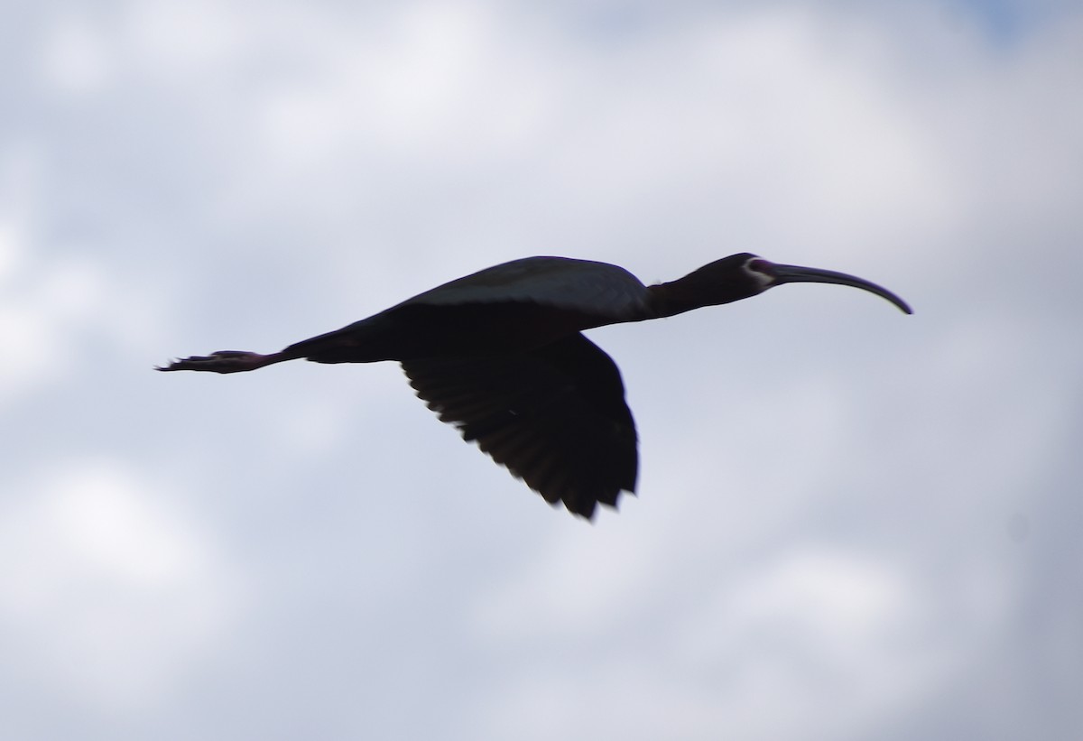 ibis americký - ML619747434