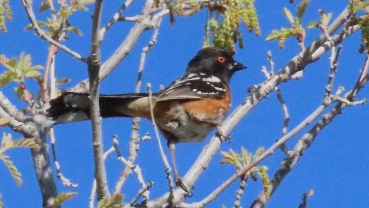 Spotted Towhee - ML619747435