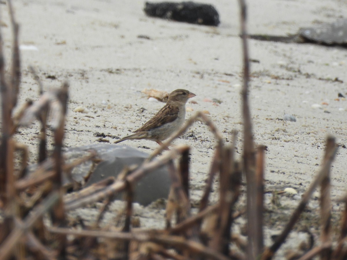 Moineau domestique - ML619747437