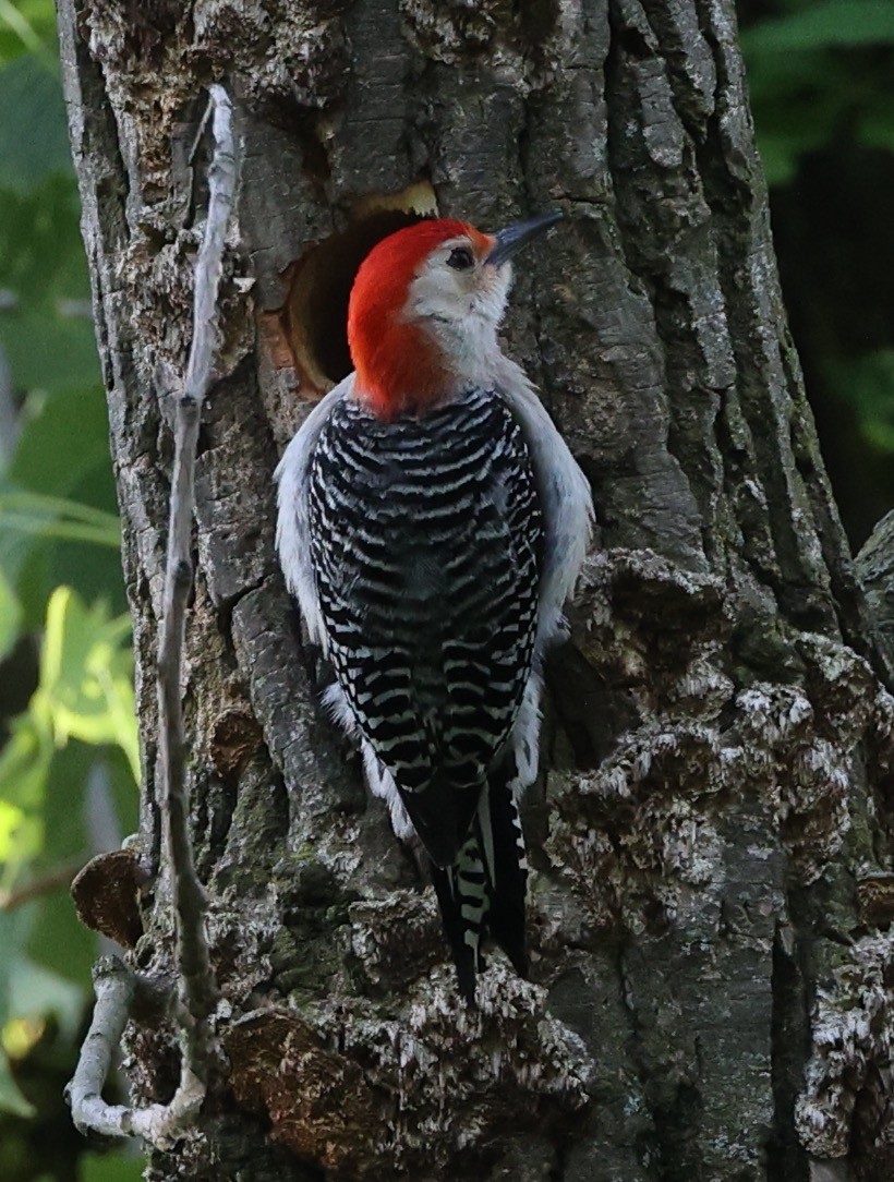 Red-bellied Woodpecker - ML619747439