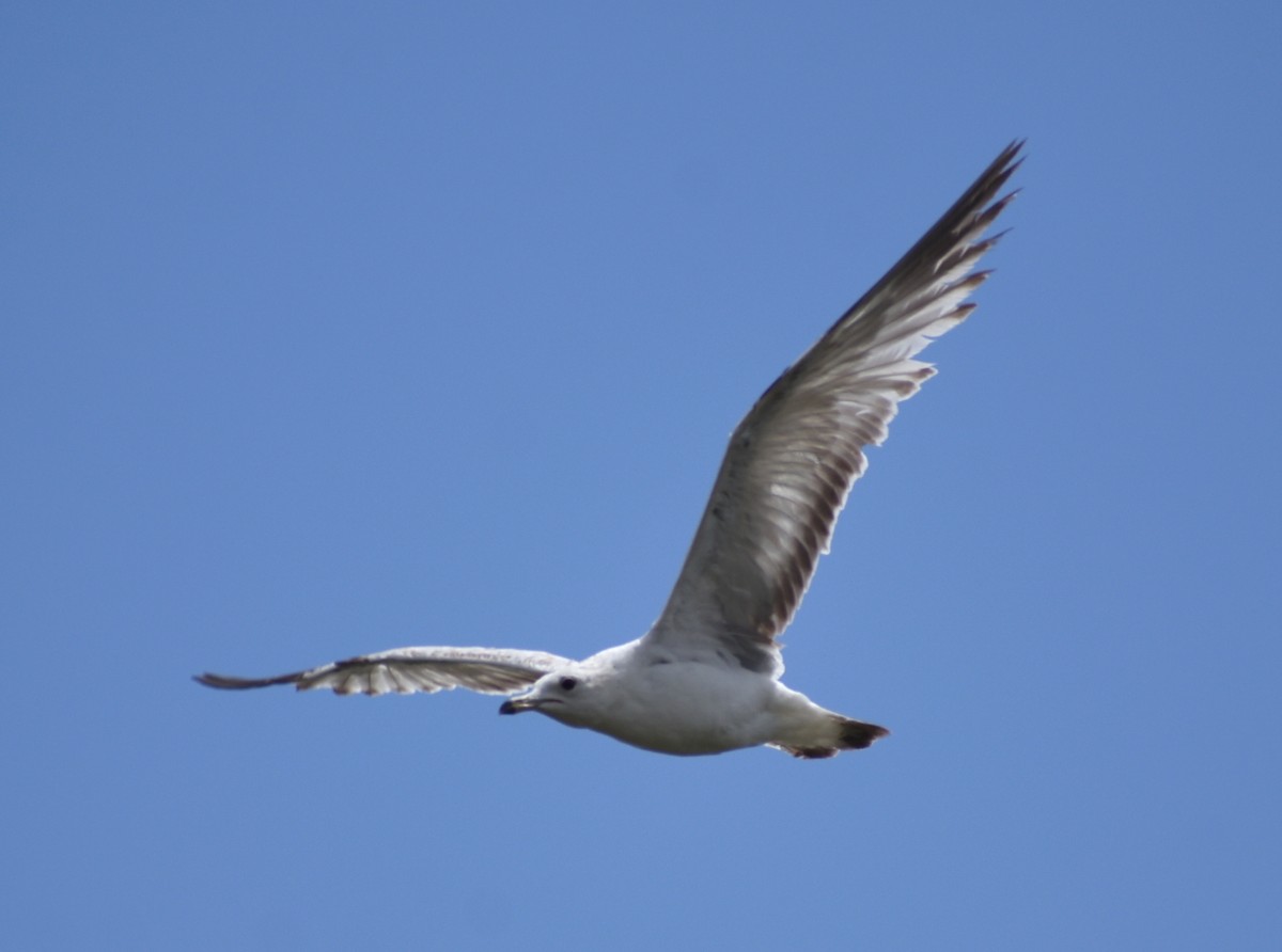 goéland ou mouette sp. - ML619747440