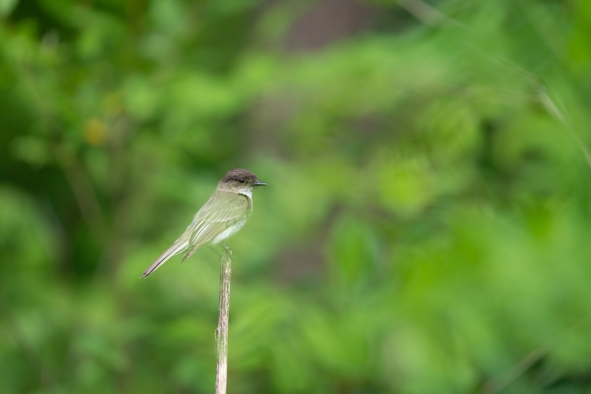 Eastern Phoebe - ML619747441