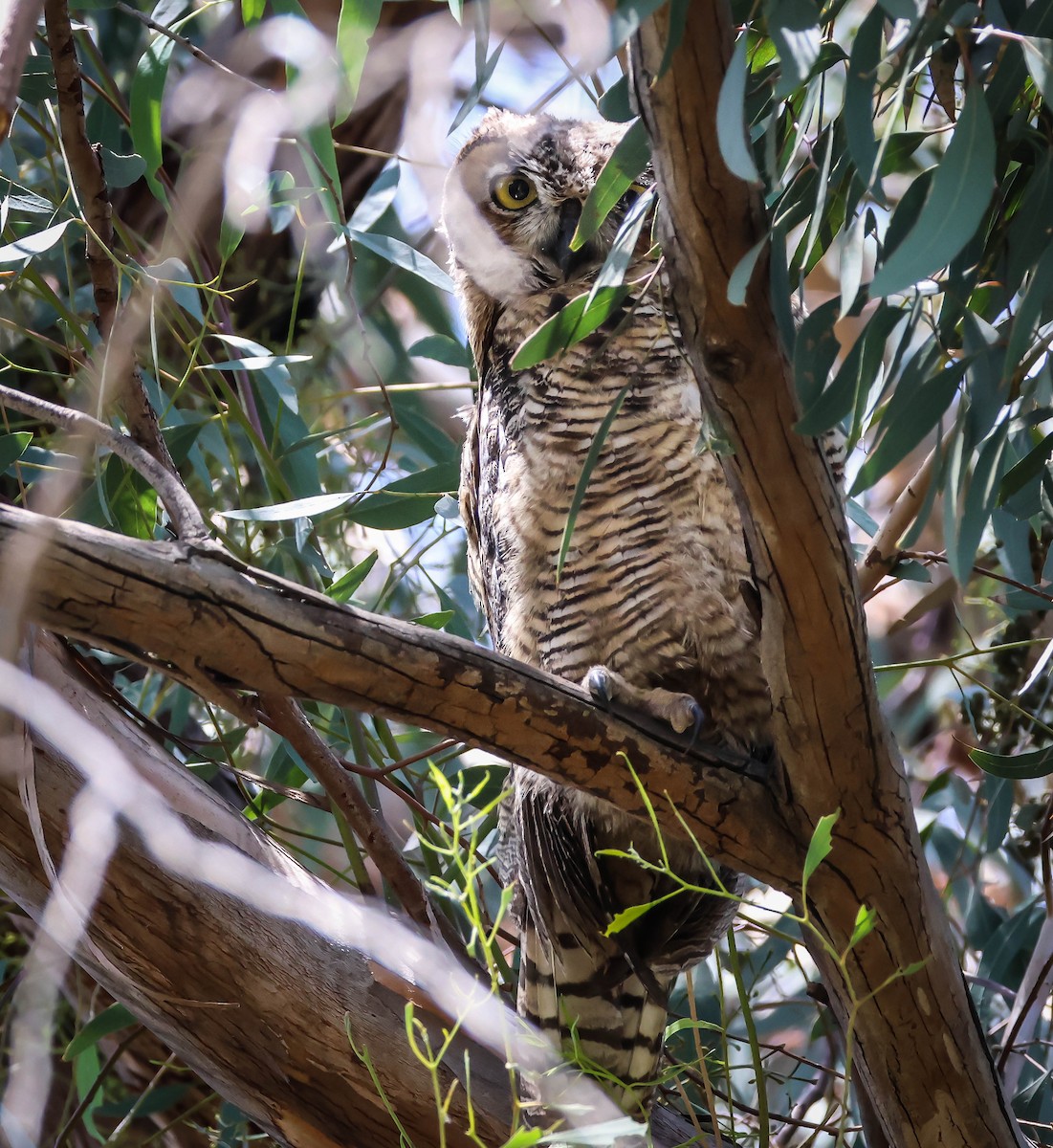 Great Horned Owl - ML619747447