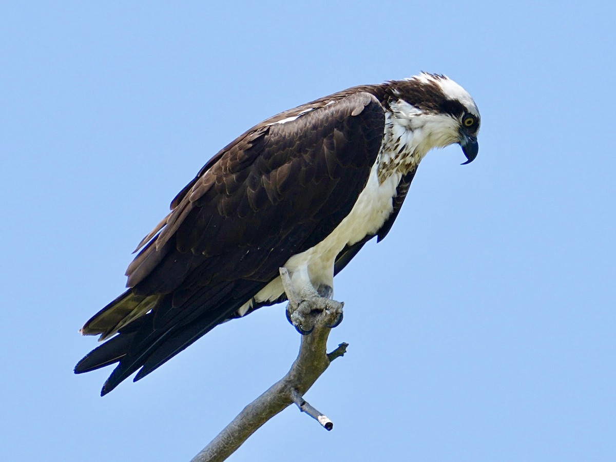 Águila Pescadora - ML619747459