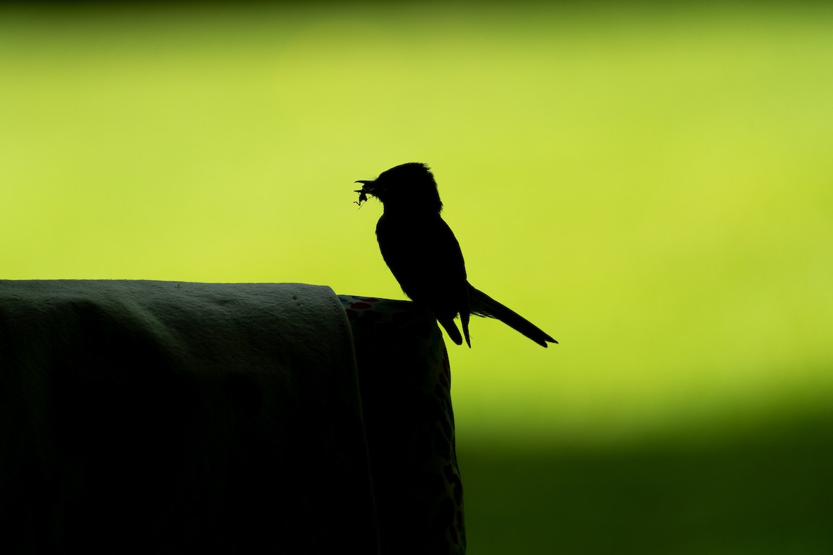 Eastern Phoebe - ML619747463