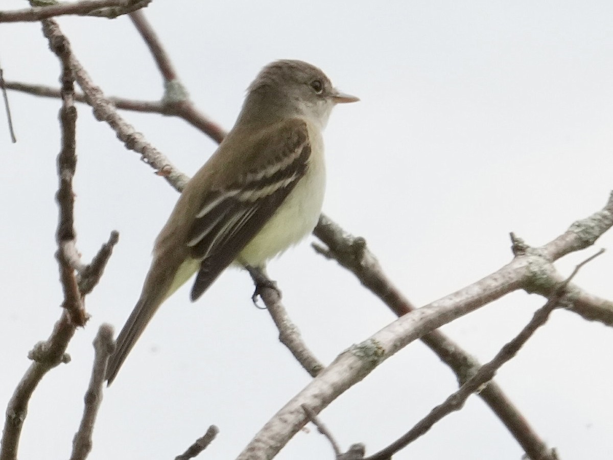 Willow Flycatcher - ML619747493